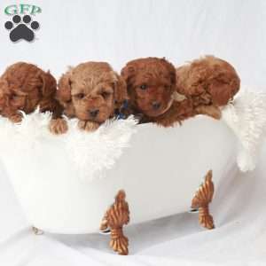 Maverick, Toy Poodle Puppy